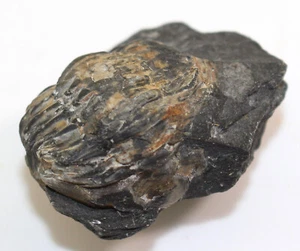 Trilobit, Asaphus sp., Ordovizium, Oslofeltet, Fiskum, Kongsberg, Norwegen-c292 - Picture 1 of 9