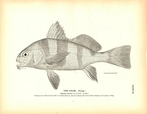 Seltener antiker Fischdruck-Gravur von 1884 ~ 3 Trommel Erwachsene Jung & Süßwasser - Bild 1 von 3