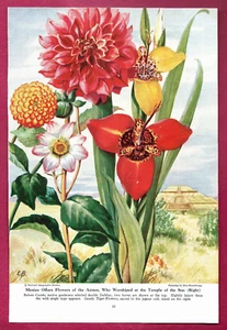 1947 Illustration ~ELSE BOSTELMANN Flowers of Mexico Aztecs ~ Dahlia, Tiger Lily - Picture 1 of 1