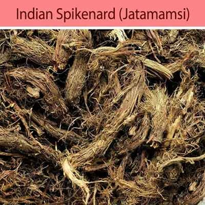 Raíz de Jatamansi Original Balchad Jatamasi Indian Spikenard Nardostachys Jatama - Imagen 1 de 3
