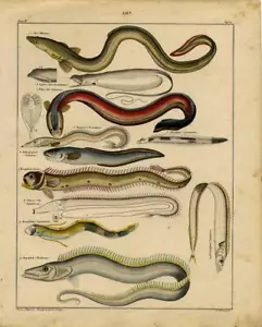 1843 OKEN HC LITHOGRAPH FOLIO tube-eye, hairtail, electric eel, gulper, bandfish - Picture 1 of 2