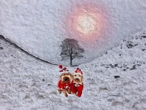 Sycamore Gap Tree Hadrians Wall Sproodles 1st Christmas Day A3 Print D. Dugnas - Picture 1 of 1