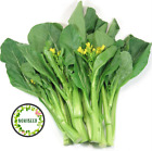 Gai Lan 20 Gramm Samen Kailaan Chinese Kale Broccoli Nokihome Asia - Cai Ro