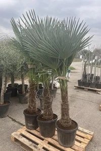 XXL Hanfpalme 170–200 cm – Trachycarpus fortunei | winterhart mit Stamm 50–80 cm - Bild 1 von 3