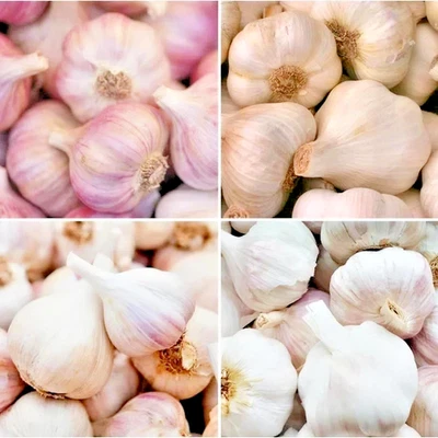 🧄 6 Organic Garlic Bulbs Multi-Size Mixed Varieties Chesnok Red, Music, Italian - Image 1 of 4