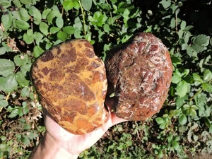 Set of Naturally Polished Red Agatized Jasper Stones. 3 lbs+ total. PNW Finds! - Picture 1 of 24