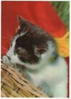 Lustige Haustiere. CAT Katzen Kätzchen Publikation DDR für UdSSR POSTKARTE Alt Vintage