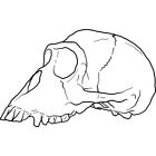 Stempel 'Małpa czaszka' (niezmontowany) (RS031924)