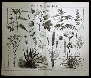 1894.Stampa Xilografica Originale:PIANTE COSMESI INDUSTRIALE.TAV.1 Brockhaus - Bild 1 von 1