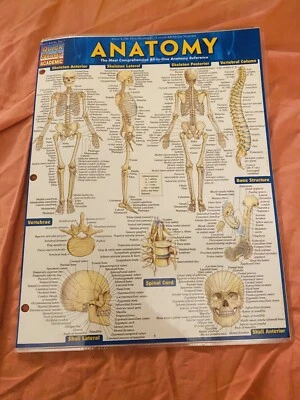 Quick Study Academic Anatomy Reference Guide - Image 1 of 4