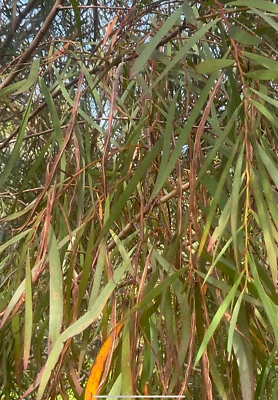 Acacia.    Courtii Seed Pack  - 20+ Seeds.     2025.     Fresh Seeds. - Image 1 of 2