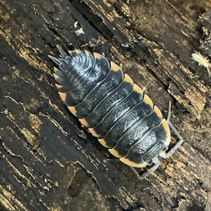 Isopod Factory 25+ Trachelipus Caucasius Isopods Bioactive Terrarium Clean Up - Picture 1 of 12