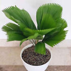 Palm Licuala Grandis Tree Free Phytosanitary