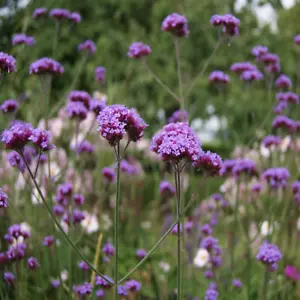 Verbena bonariensis (Purpletop Vervain) 1000-50000 SEEDS | Plant Purple Flowers - Picture 1 of 4