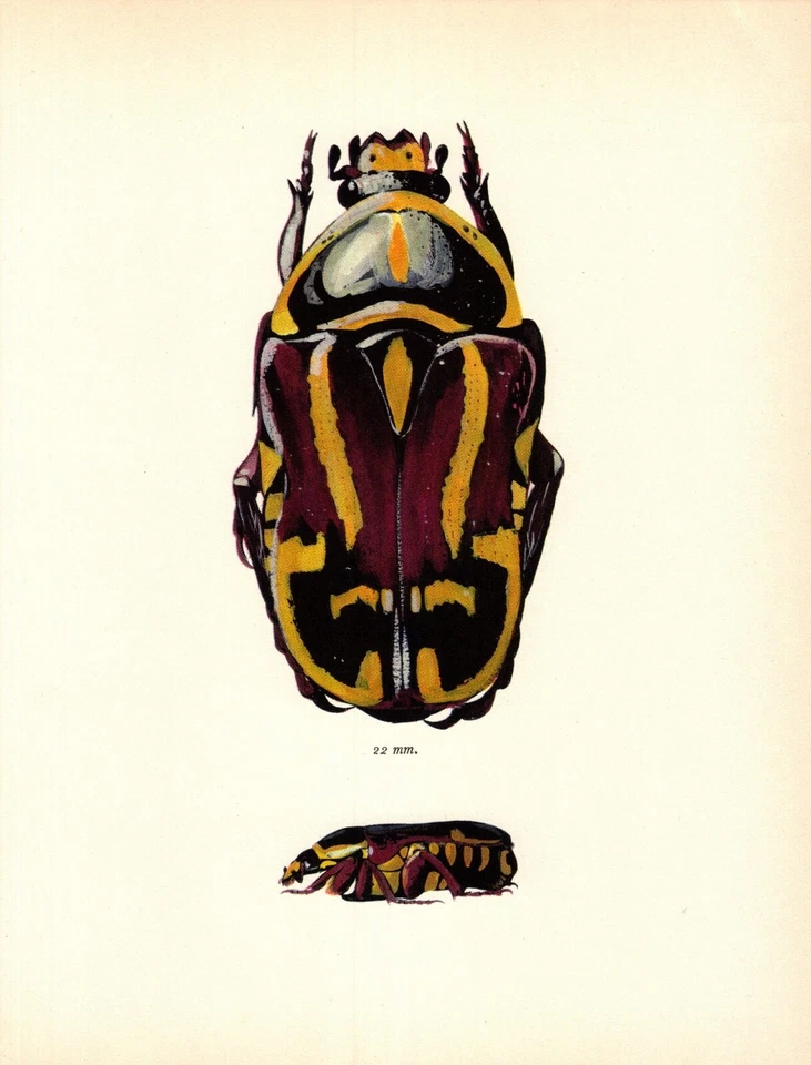 Vintage Fiddler Beetle Print 1960s Bohac Beetle Insect Illustration 6199-126 - Image 1 of 1