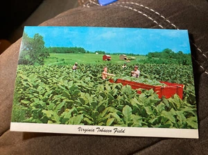 Postal sin publicar de Virginia Tobacco Field VA c1965 - Imagen 1 de 2