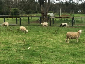 sheep - Picture 1 of 4