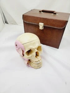 Vintage Somso Anatomical Human Skull And Case - Picture 1 of 10
