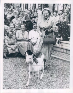 1951 Pressefoto Meerkerk Volkswache Königin Juliana geführt von Ziege Niederlande - Bild 1 von 2