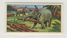 Animals in the Service of Man 1964. Elephants in India