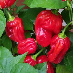 Habanero Martinique , 10 semillas , Capsicum chinense (149) - Picture 1 of 1