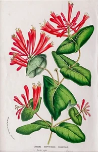 Lonicera Sempervirens Magneville Chromolithographie handkoloriert HOUTTE um 1860 - Bild 1 von 3