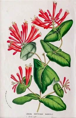 Lonicera Sempervirens Magneville Chromolithographie handkoloriert HOUTTE um 1860 - Bild 1 von 3