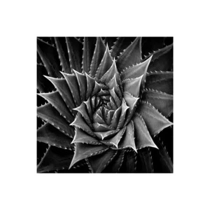 Impresión En Lienzo En Papel Póster O Cuadro Jensen Mia Suculenta I - Imagen 1 de 2