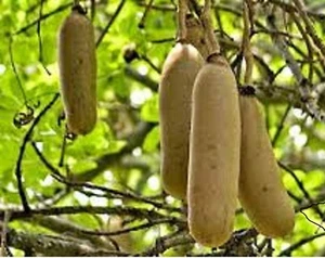 Balam Kheera Powder Phal Balam Khira Fruit Kigelia Africana balam khira Churn - Picture 1 of 5