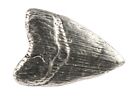 Pewter Prehistoric Shark Tooth Pin, Lapel Pin or Refrigerator Magnet, S128