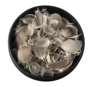 Tiny Natural Real Bird Wing Edge Feathers for Crafts Lot of 50    1/4 - 3/4" - Picture 1 of 4