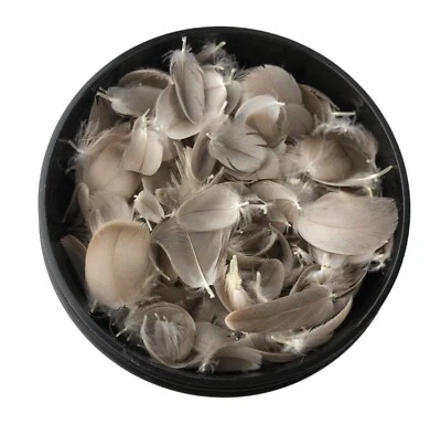 Tiny Natural Real Bird Wing Edge Feathers for Crafts Lot of 50    1/4 - 3/4" - Image 1 of 4