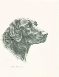 #260 BLACK LABRADOR RETRIEVER dog art print * Pen and ink drawing by Jan Jellins - Picture 1 of 1