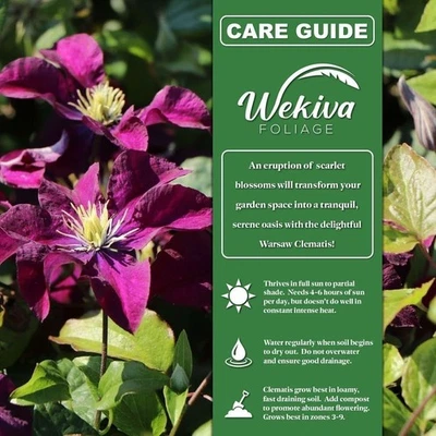 Clematis Warsaw - Plantas iniciadoras vivas en macetas de 2 pulgadas - Plantas iniciadoras... Foto 1 de 4