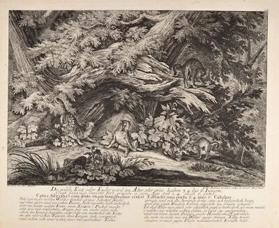 Ridinger Die wilde Kaz oder Kuder 1750 Orig. Antique print Wildkatze Katze Cat - Bild 1 von 4