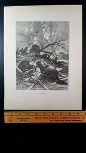 BIBER BAUEN EINEN DAMM Original 19. Jahrhundert 1885 LITHOGRAPHIEDRUCK Specht - Bild 1 von 6