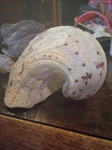 Tridacna Gigas Real Natural Giant Clam Shell Ocean Tropical  11X9  - Picture 1 of 3