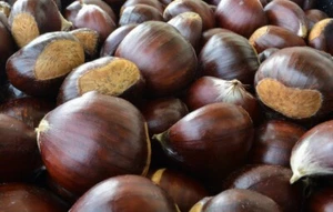 Chinese Chestnut Tree (2 Pack)- Live Bare Root Plant - Picture 1 of 6