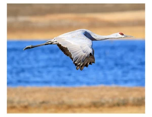 "Grúa Sandhill en vuelo - 8x10 impresión fotográfica en 8,5"" x 11" - Imagen 1 de 1