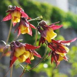 Chinesische Akelei - Aquilegia oxysepala 25+ Samen - Saatgut - Seeds Z 067 - Bild 1 von 1