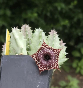 AS291 Huernia 'Pranburi pattern', Phyto available, read description! - Picture 1 of 1