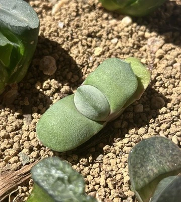 Gasteria glomerata, planta viva, tamaño pequeño (1,5 pulgadas) Foto 1 de 4