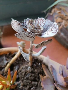 kalanchoe rhombopilosa Planta Suculenta - Imagen 1 de 3