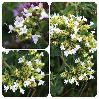 Griechischer Oregano Origanum hirtum weißblühender Origano aromatisches Gewürz - Bild 1 von 3