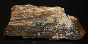 Antiguo Stock Colorido Espécimen de Exhibición Áspero de Madera Petrificada Bosque Azul 12 OZ - Imagen 1 de 11
