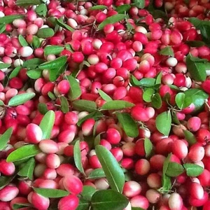 Carissa Carandas 15 Seeds, Edible Fruit Karonda Climbing Medicinal Shrub Tree - Picture 1 of 7