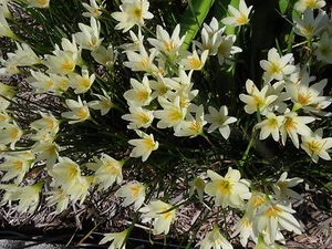 Rain Lily, Zephyranthes Aquarius, 3 bulbs, RARE, habranthus - Picture 1 of 12