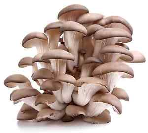 Mushroom Growing Kit - Easy Growing Oyster Mushroom Kit Hobby