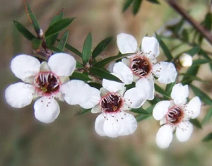 Leptospermum  Manuka , mirto  flores blancas  para miel 50 semillas seeds - Bild 1 von 1