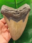 14,2 cm massiver grauer Zahn des Megalodon - Hai Haizahn Fossil
